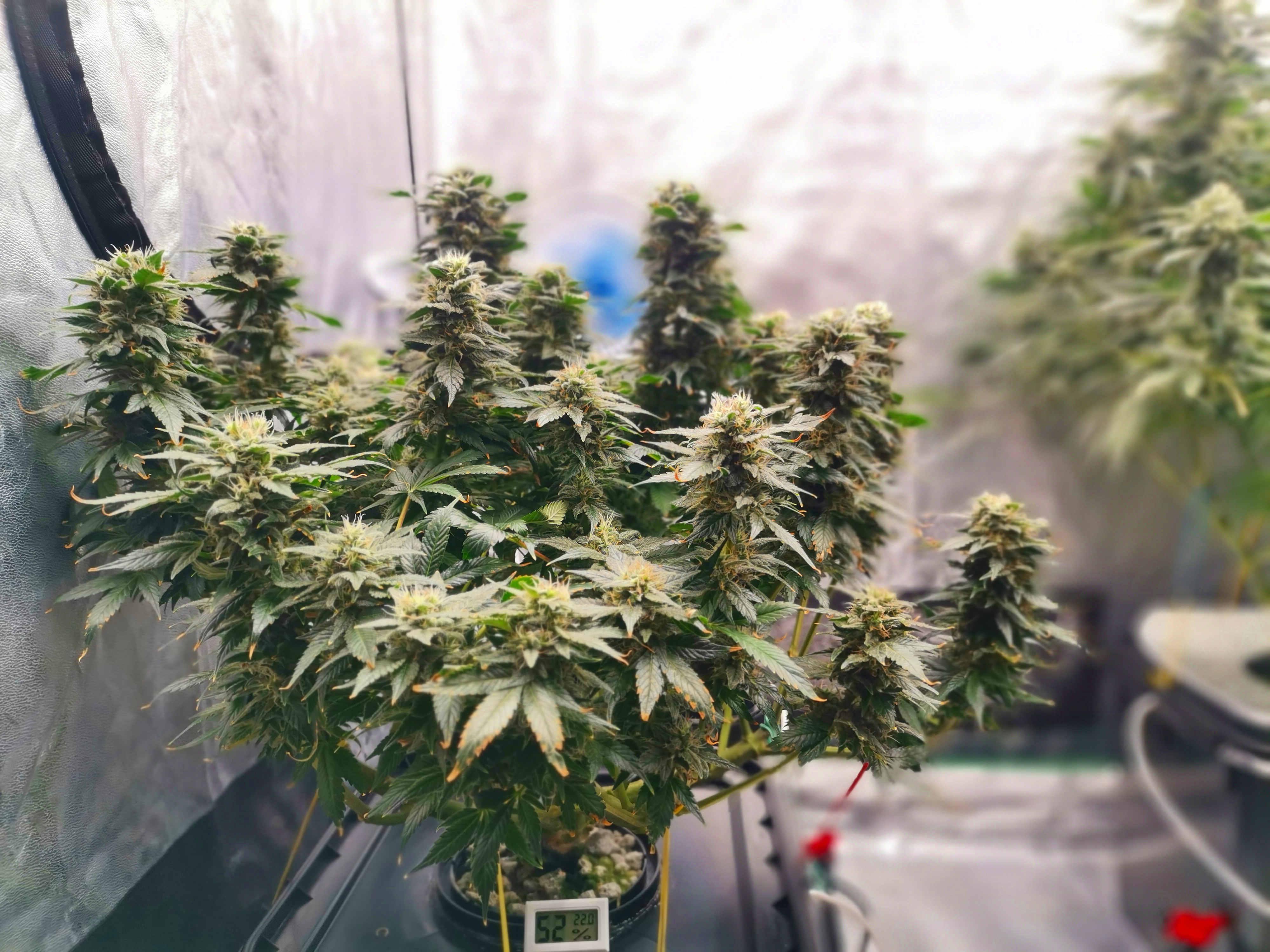 Beyound the brain1.jpg