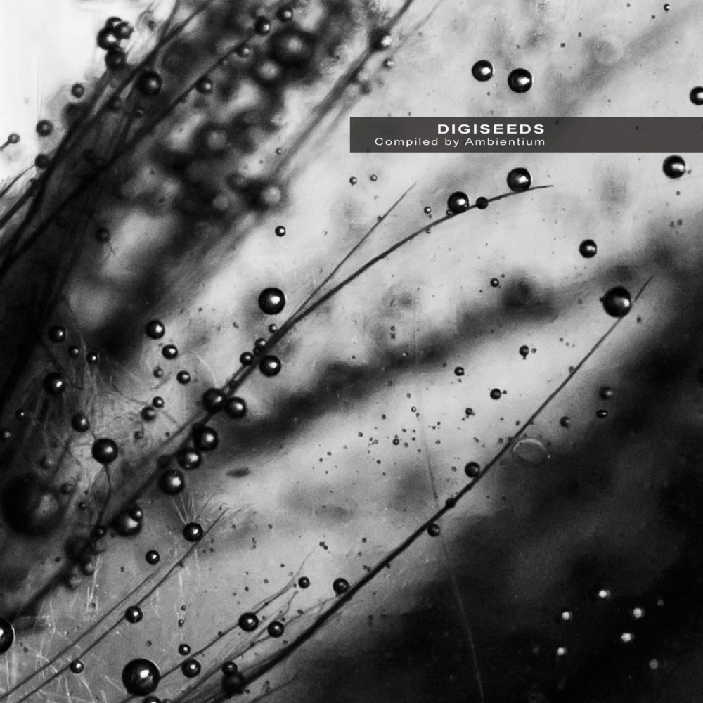 Digiseeds 1000x1000.jpg