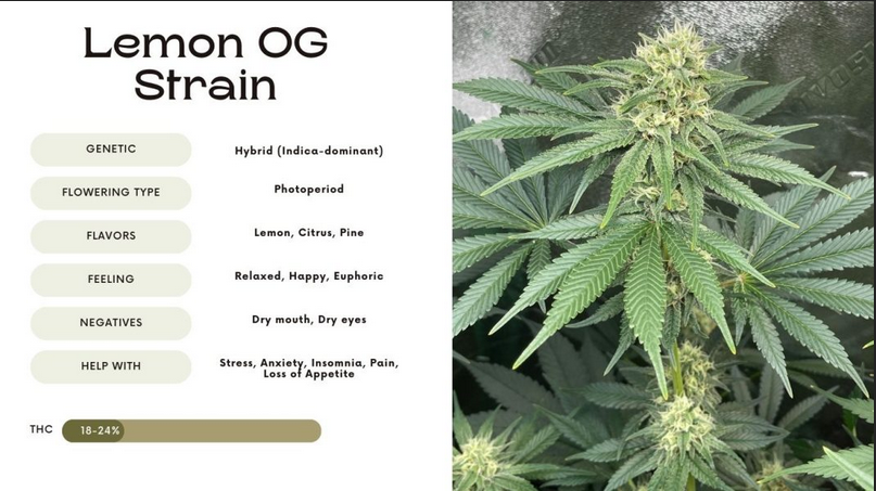 Lemon OG.png