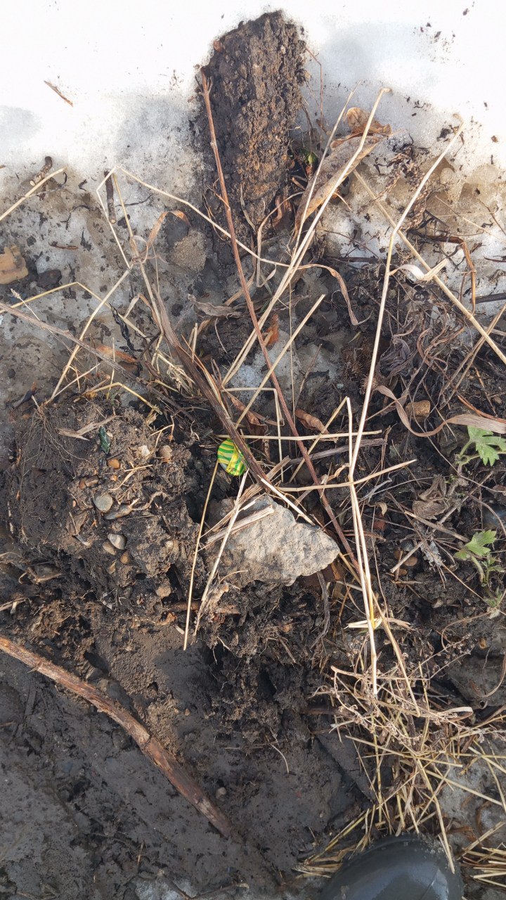 photo_2025-03-20_00-50-19 (4).jpg