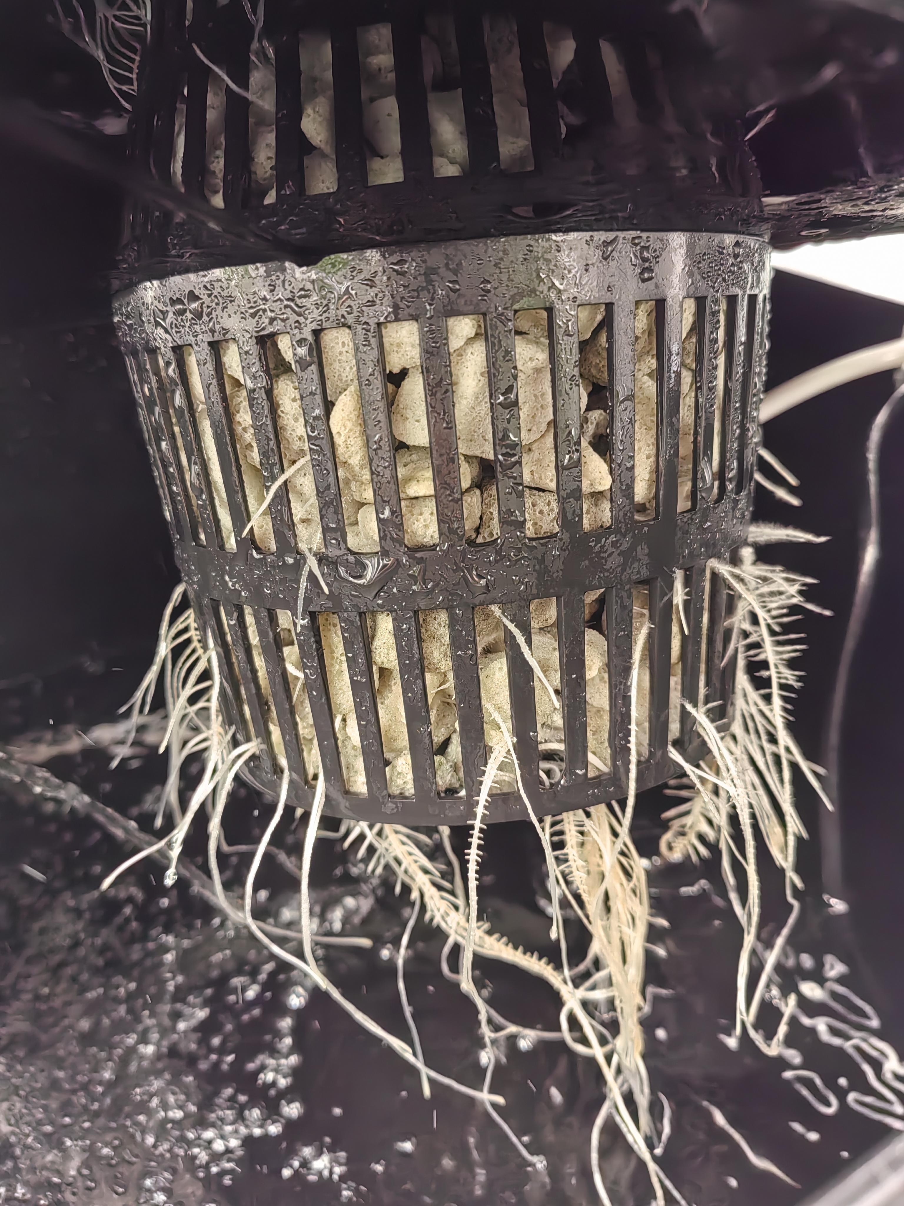 стравберри лемонейд 2.jpg