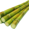 SugarCane